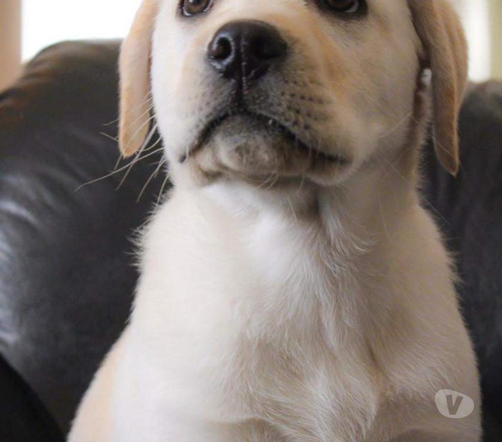Gatos en Venta Santiago Lo Barnechea - Fotos de Cachorros Labrador Retriever