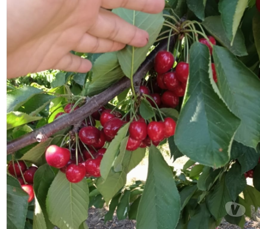 Venta de Haciendas Maipo Buin - Fotos de VENDO 20 HECTÁREAS CON CEREZOS PRODUCCION FUNCIONANDO