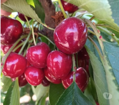 Venta de Campos Buin Maipo - Fotos de VENDO 20 HECTÁREAS CON CEREZOS PRODUCCION FUNCIONANDO