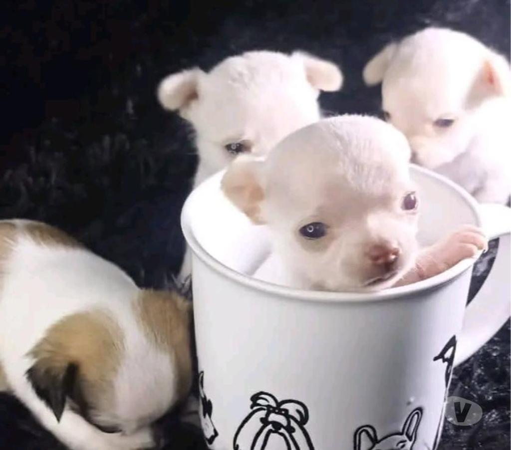 Gatos en Venta Santiago Renca - Fotos de Chihuahua preciosos
