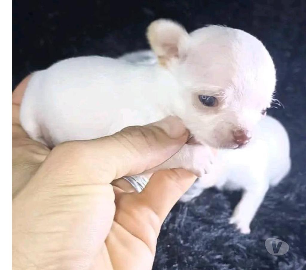 Gatos en Venta Santiago Renca - Fotos de Chihuahua preciosos