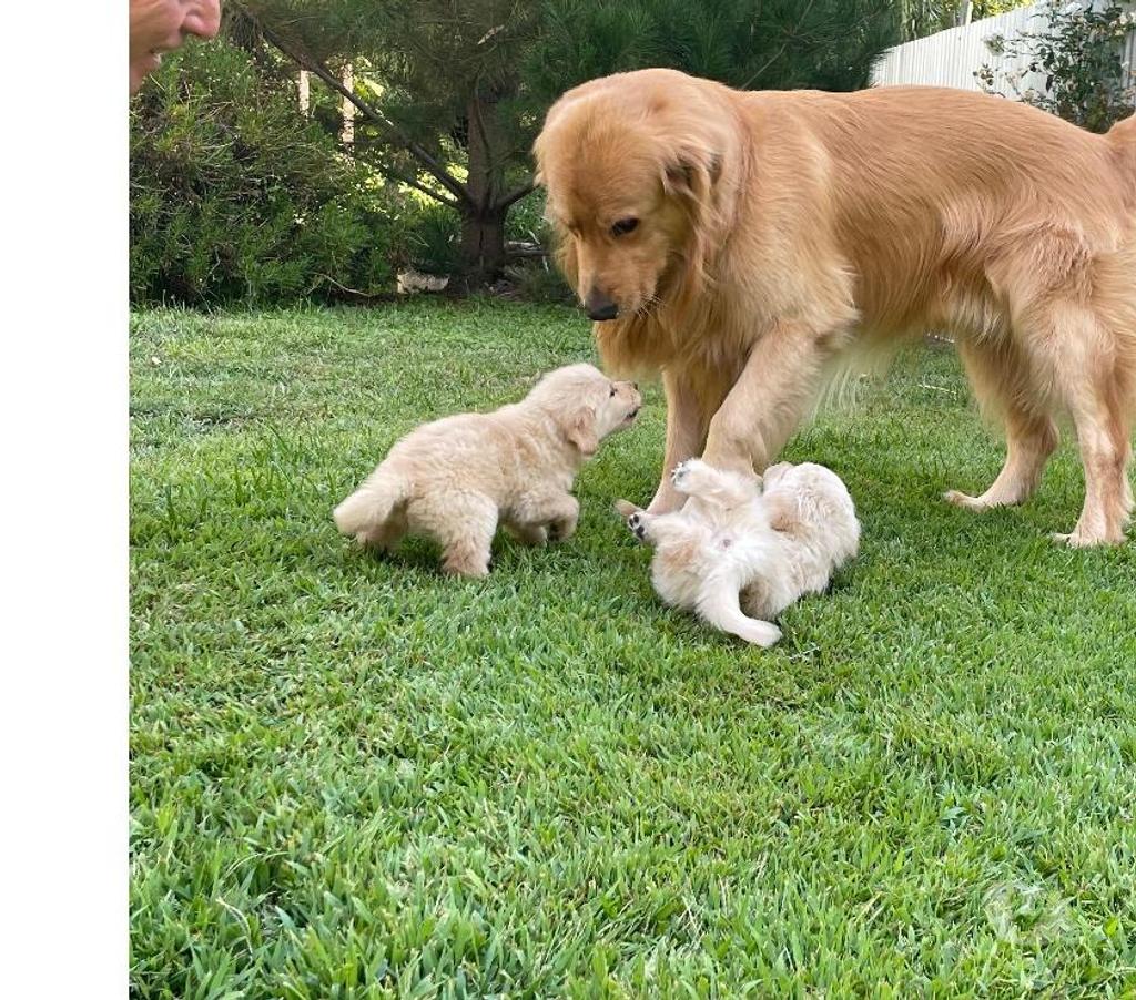 Gatos en Venta Linares San Javier - Fotos de cachorros golden