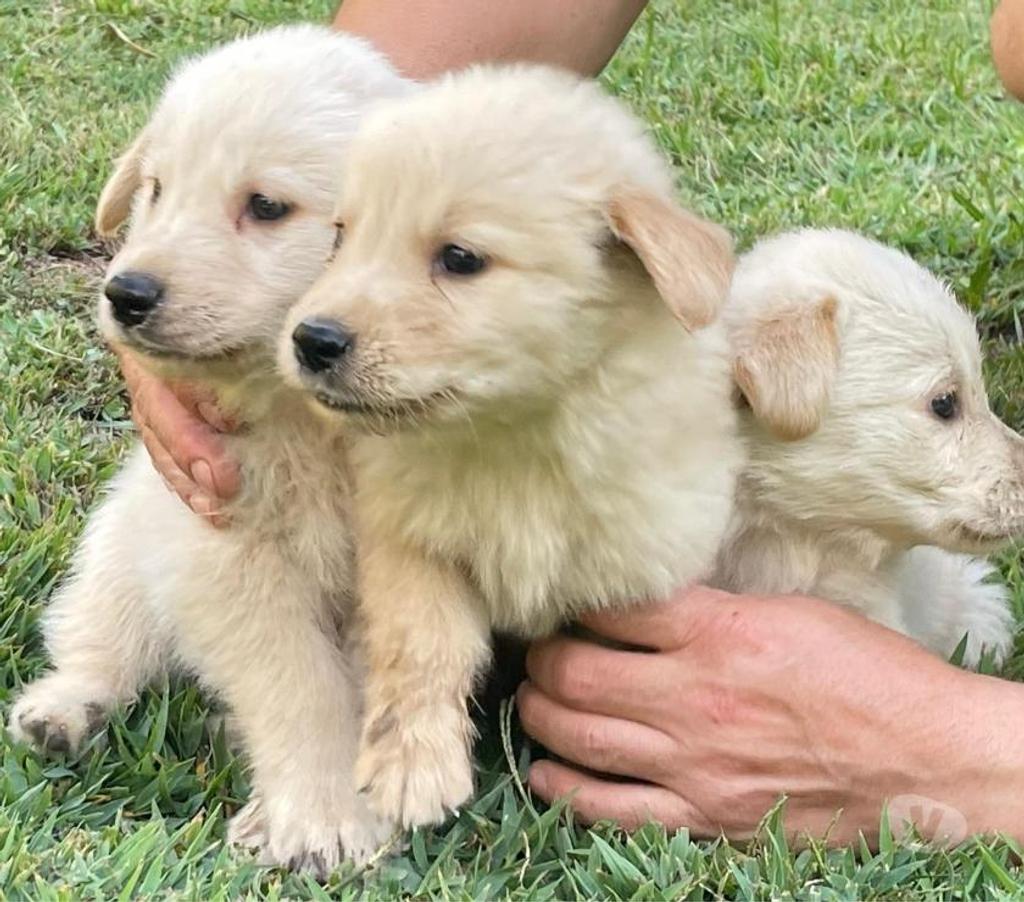 Gatos en Venta Linares San Javier - Fotos de cachorros golden
