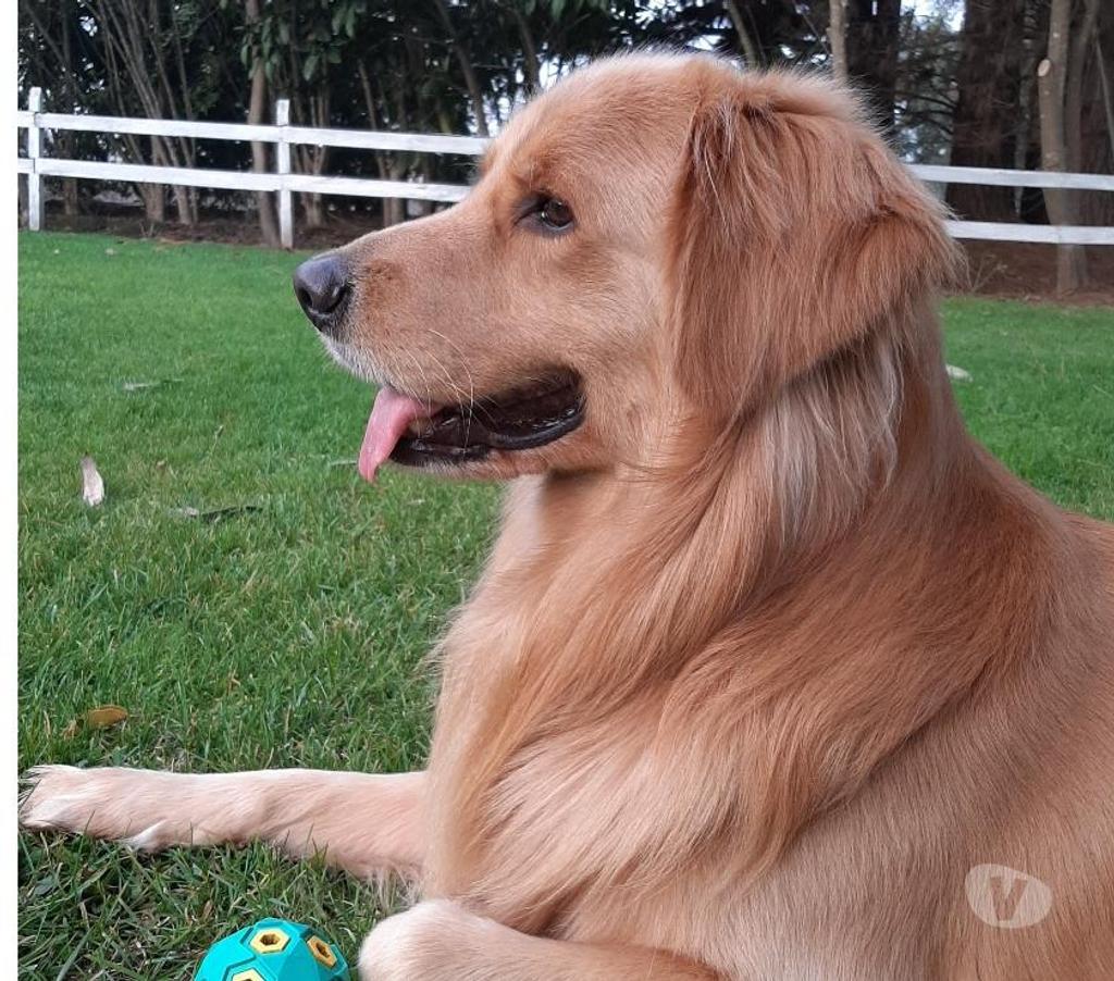 Gatos en Venta Linares San Javier - Fotos de cachorros golden