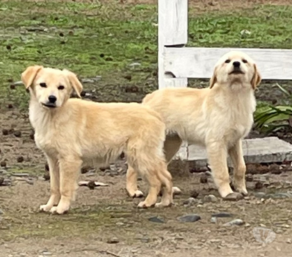 Mascotas en Chile San Javier Linares - Fotos de cachorros golden