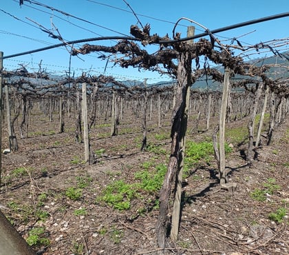 Campos en Venta Requíno Cachapoal - Fotos de VENDO 170 HECTÁREAS PLANAS DE RIEGO $5.100 millones
