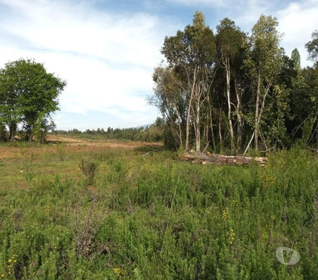 Venta de Haciendas Linares Parral - Fotos de Campo de 303 hás con Agua en Parral. Apto para Todo Uso