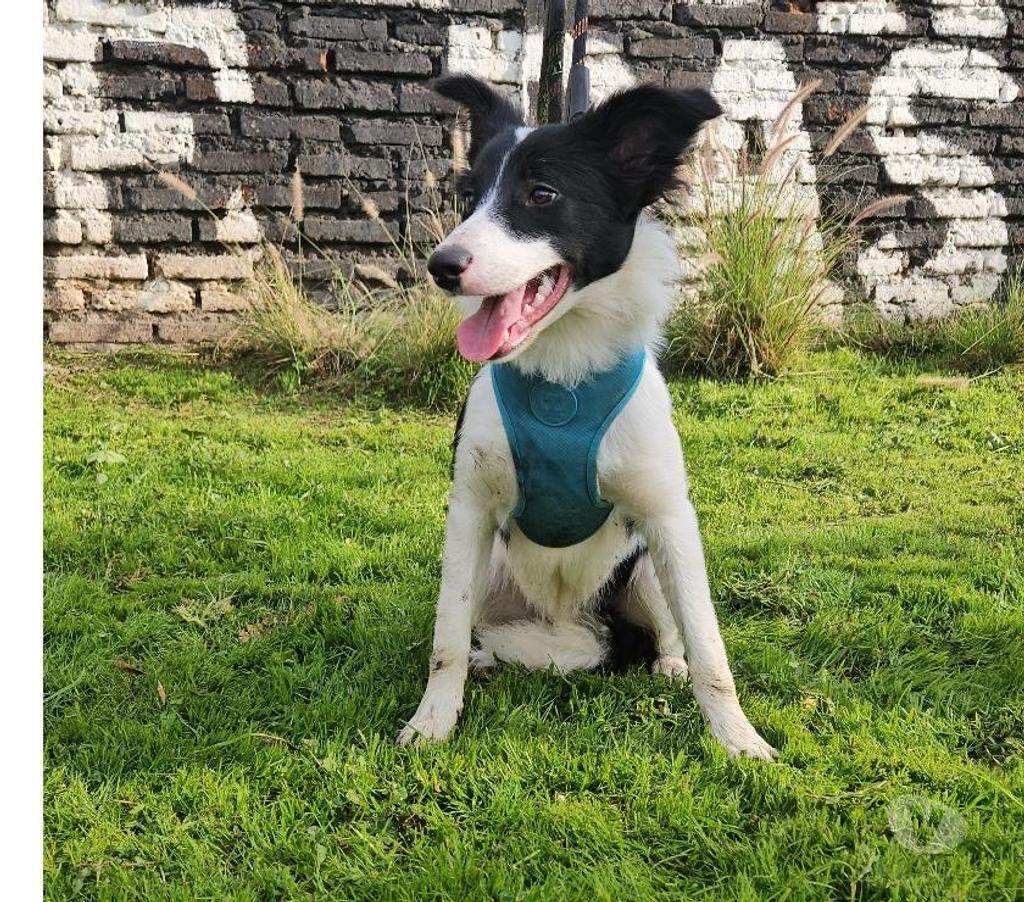 Gatos en Venta Santiago Santiago - Fotos de REBAJADA Cachorra Border Collie 945929361
