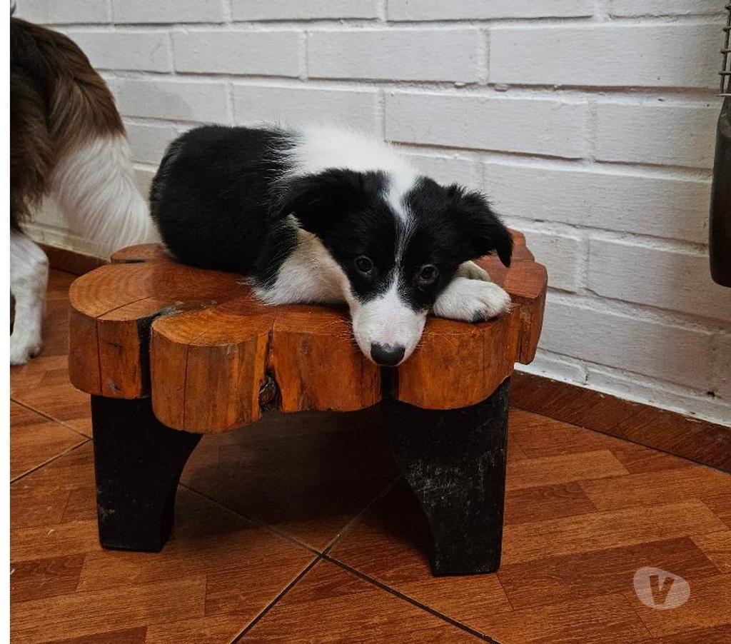 Gatos en Venta Santiago Santiago - Fotos de REBAJADA Cachorra Border Collie 945929361