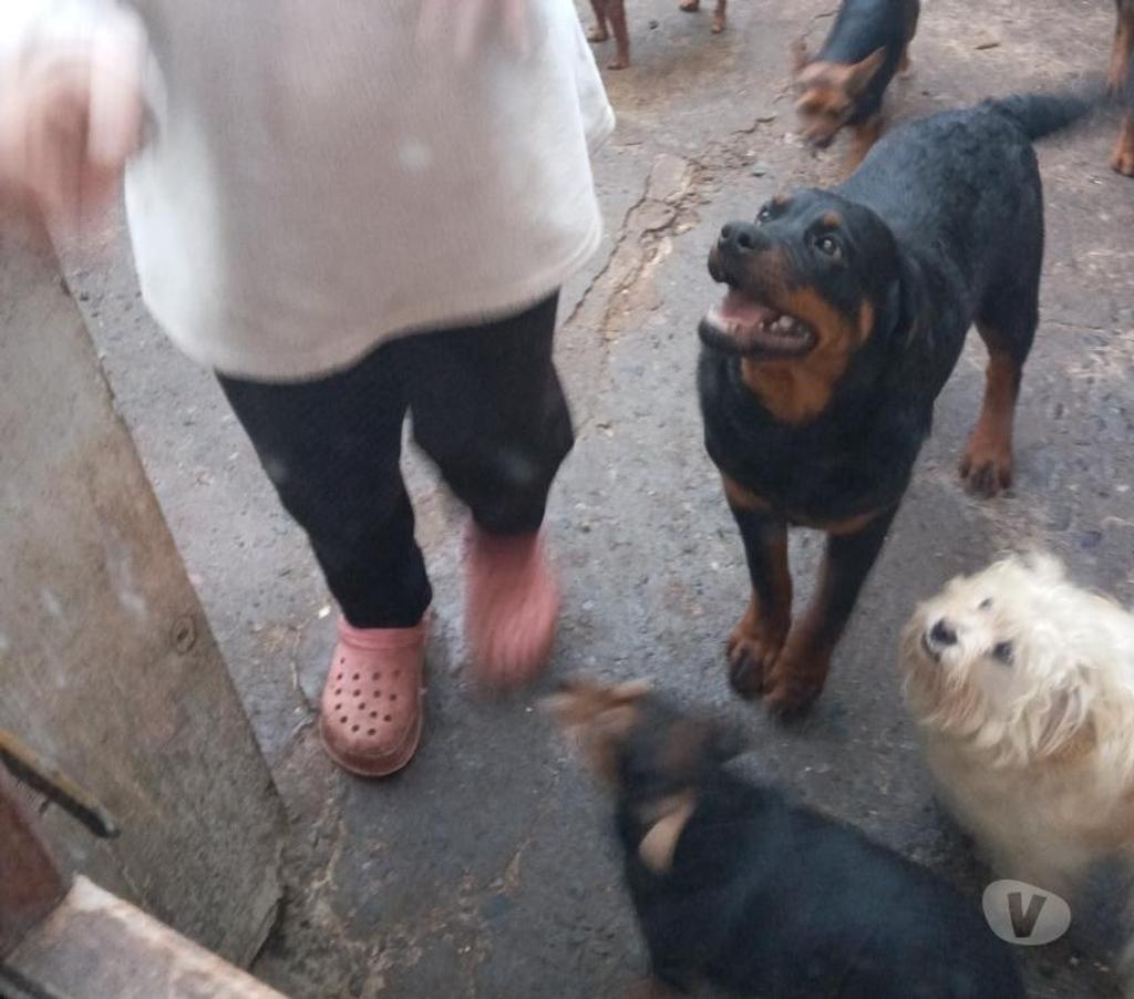 Gatos en Venta Santiago La Cisterna - Fotos de rottweiler macho 5 meses