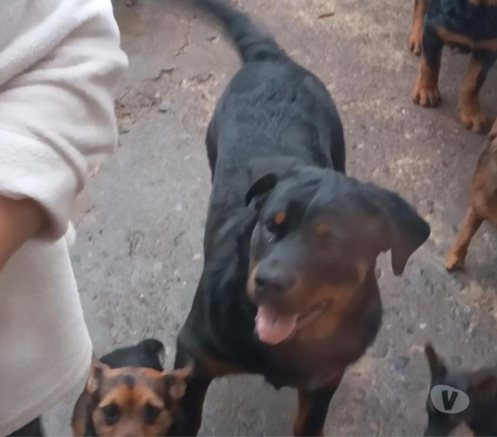 Gatos en Venta Santiago La Cisterna - Fotos de rottweiler macho 5 meses