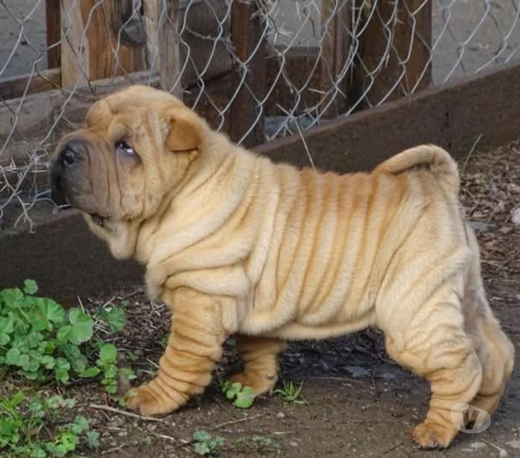 Gatos en Venta Santiago Santiago - Fotos de Cachorros Sharpei