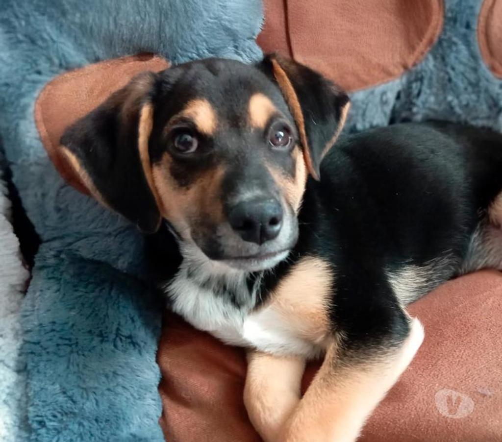 Adopción ed Animales Santiago La Reina - Fotos de Pepe busca un hogar
