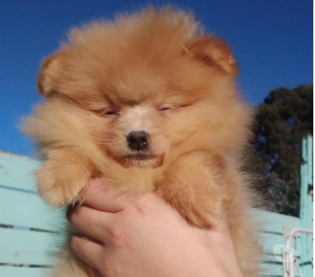 Gatos en Venta Santiago Lo Barnechea - Fotos de Pomerania hembra cachorra naranja bebe