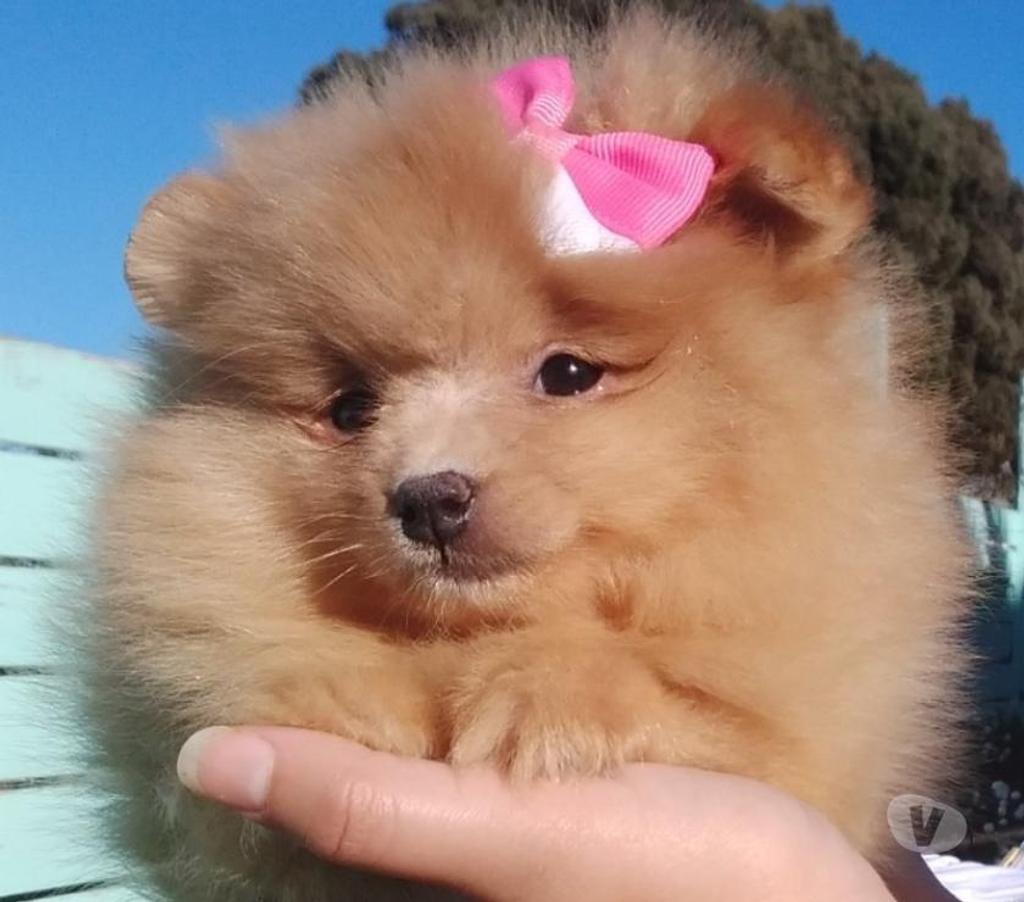 Gatos en Venta Santiago Lo Barnechea - Fotos de Pomerania hembra cachorra naranja bebe