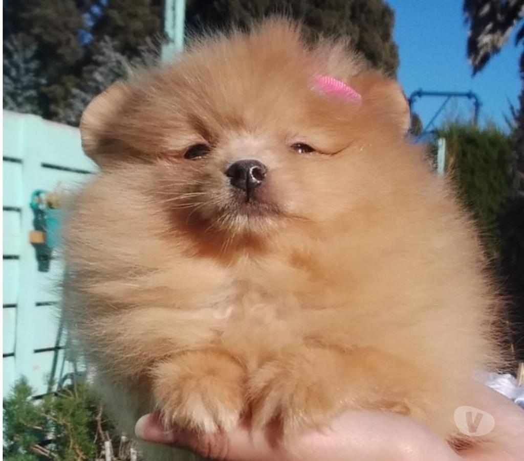 Gatos en Venta Santiago Lo Barnechea - Fotos de Pomerania hembra cachorra naranja bebe