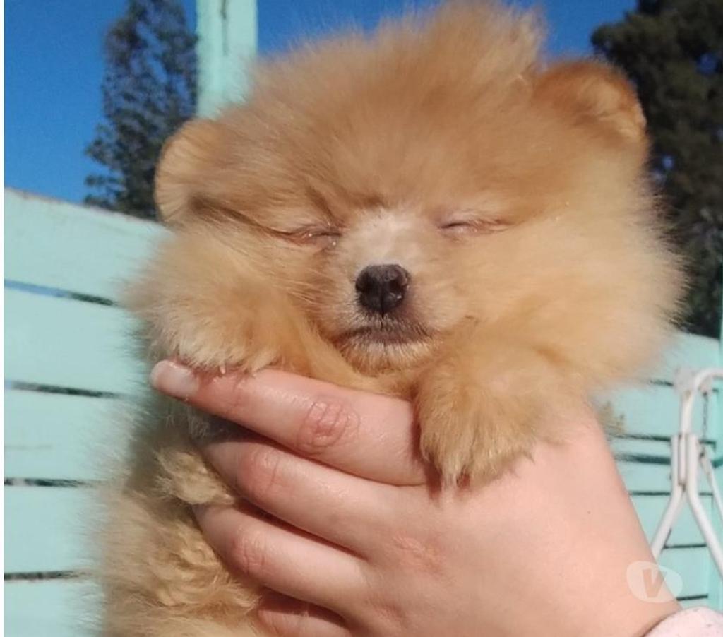 Gatos en Venta Santiago Lo Barnechea - Fotos de Pomerania hembra cachorra naranja bebe