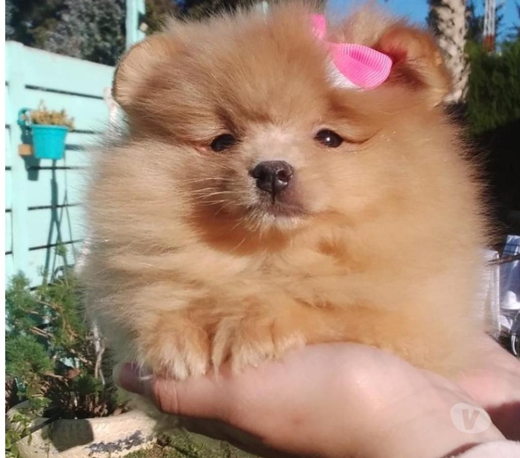 Gatos en Venta Santiago Lo Barnechea - Fotos de Pomerania hembra cachorra naranja bebe