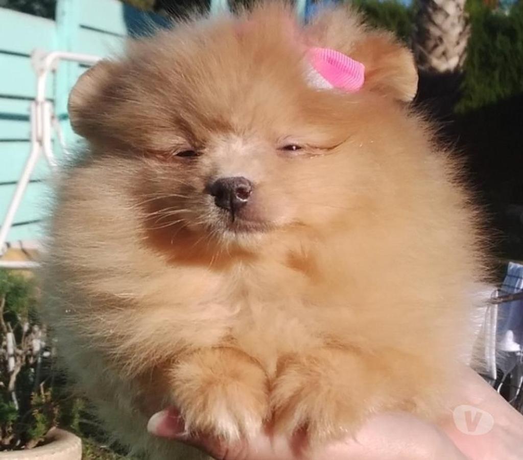 Gatos en Venta Santiago Lo Barnechea - Fotos de Pomerania hembra cachorra naranja bebe