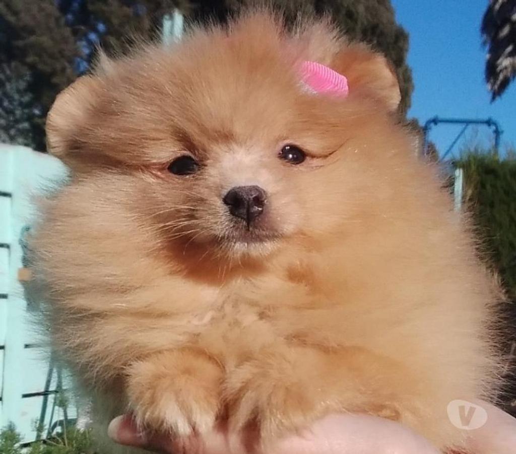 Gatos en Venta Santiago Lo Barnechea - Fotos de Pomerania hembra cachorra naranja bebe