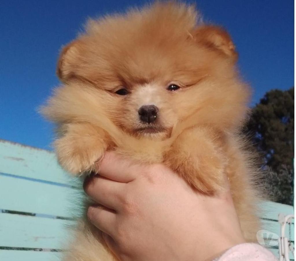 Gatos en Venta Santiago Lo Barnechea - Fotos de Pomerania hembra cachorra naranja bebe