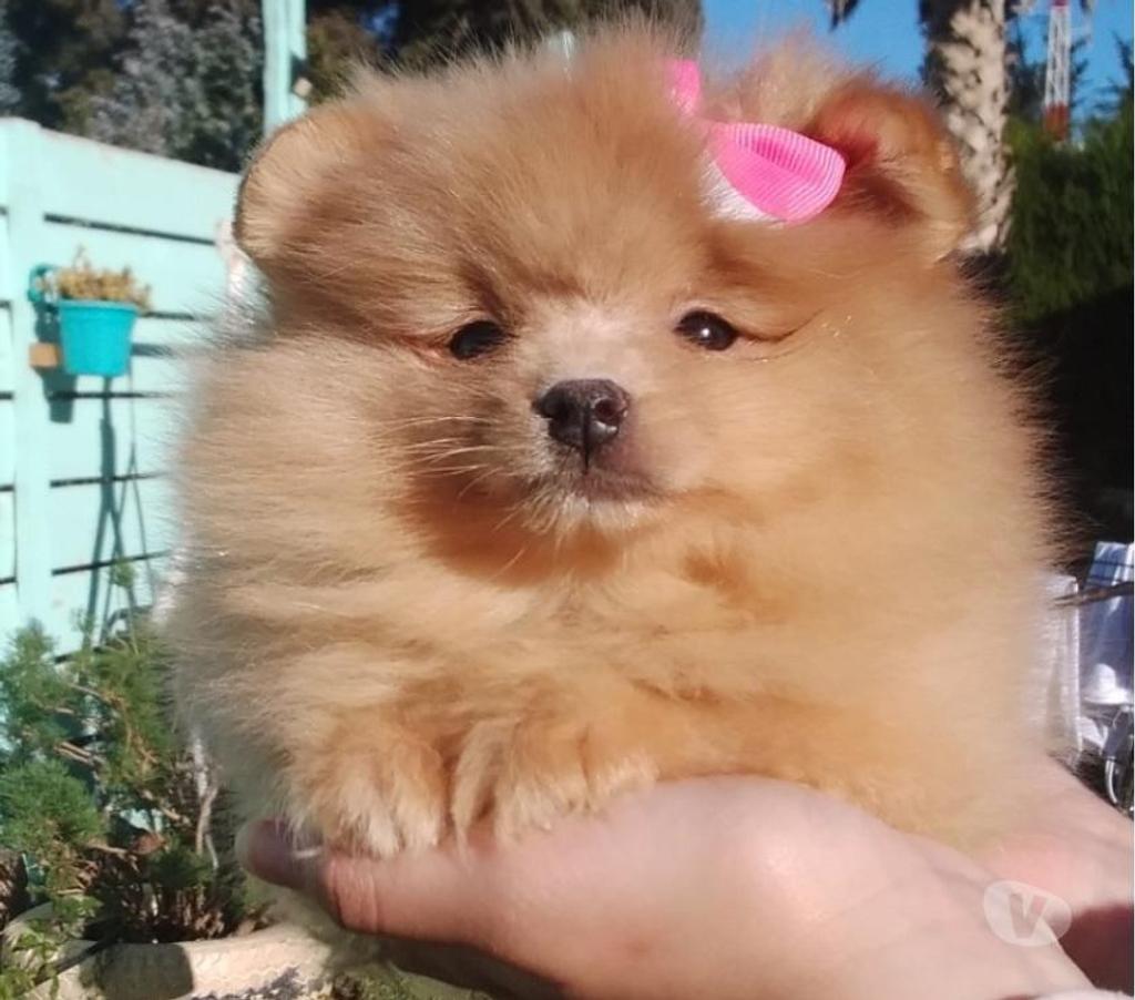 Gatos en Venta Santiago Lo Barnechea - Fotos de Pomerania hembra cachorra naranja bebe