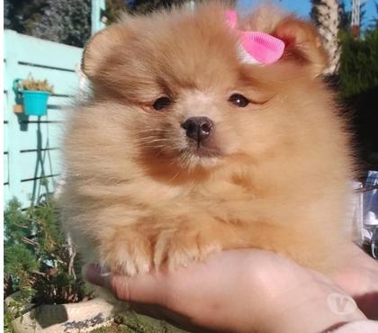 Perros en Venta Lo Barnechea Santiago - Fotos de Pomerania hembra cachorra naranja bebe