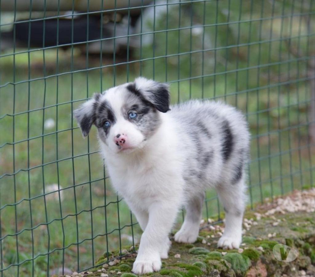 Gatos en Venta Santiago Las Condes - Fotos de Lindos Cachorros Border Collie