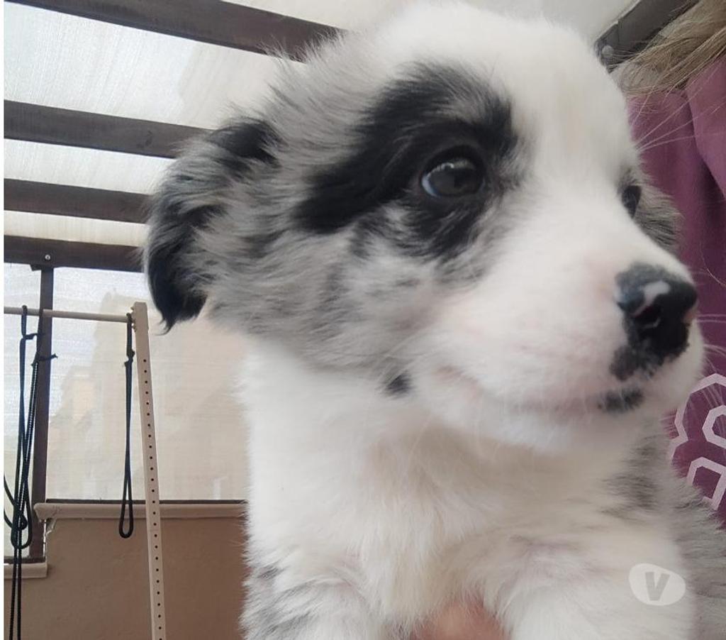 Gatos en Venta Santiago Las Condes - Fotos de Lindos Cachorros Border Collie