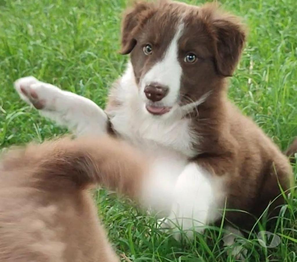 Gatos en Venta Santiago Las Condes - Fotos de Lindos Cachorros Border Collie