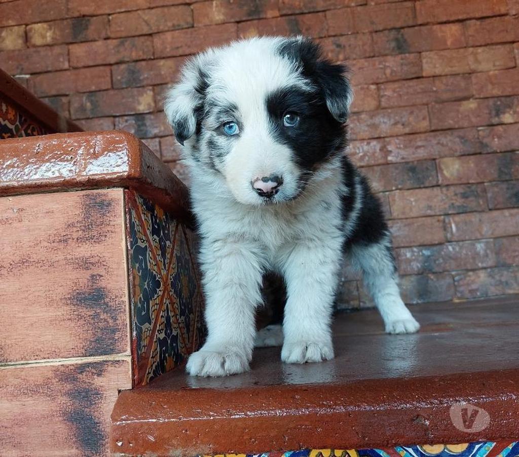 Gatos en Venta Santiago Las Condes - Fotos de Lindos Cachorros Border Collie