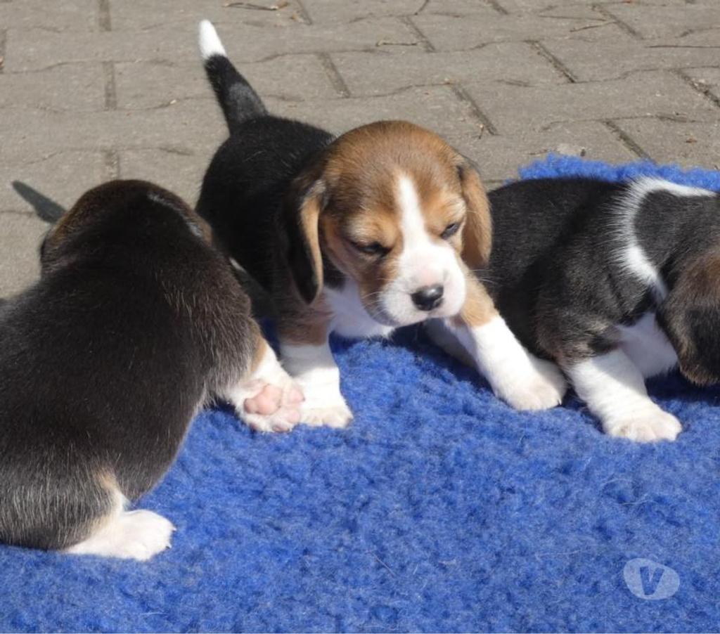 Gatos en Venta Santiago Las Condes - Fotos de Preciosos Cachorros Beagle