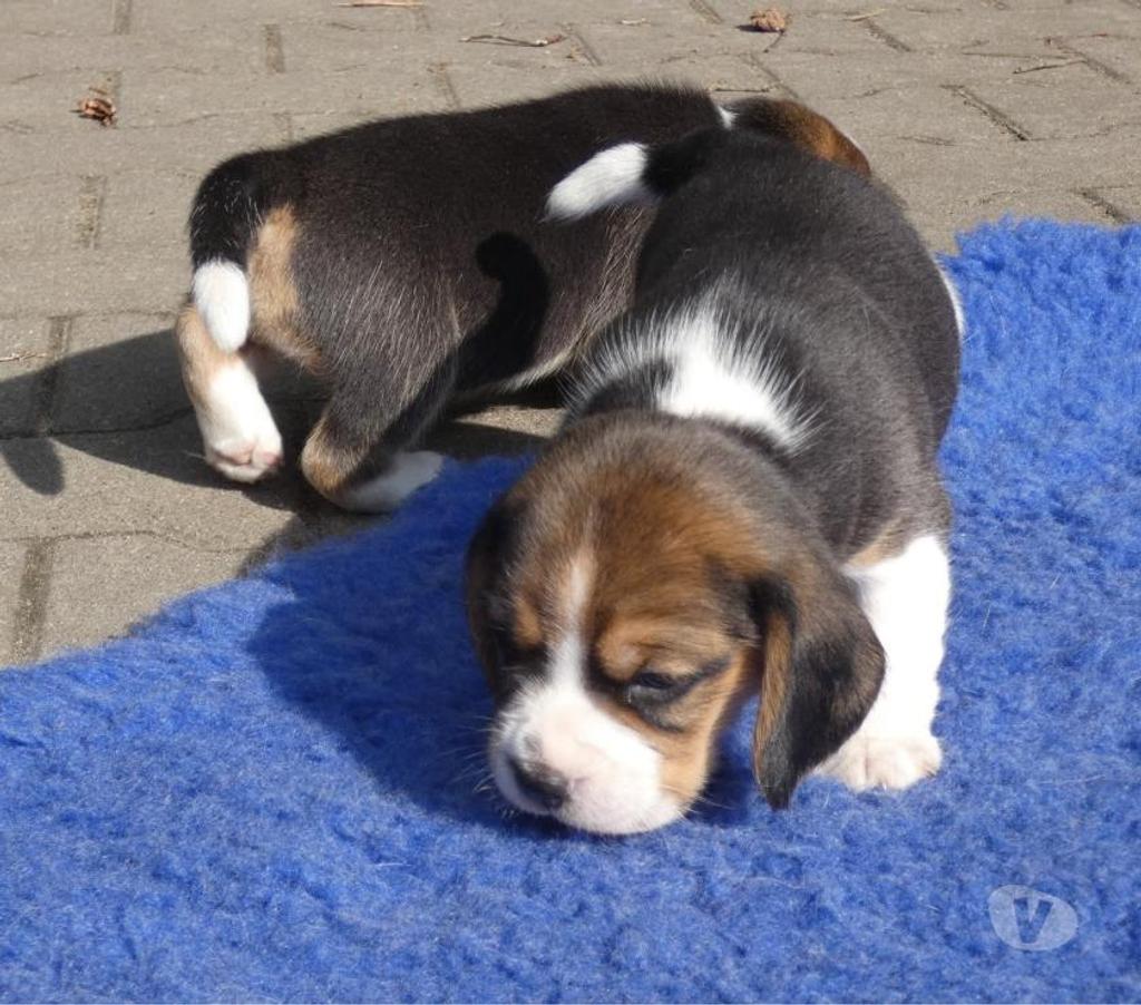 Gatos en Venta Santiago Las Condes - Fotos de Preciosos Cachorros Beagle