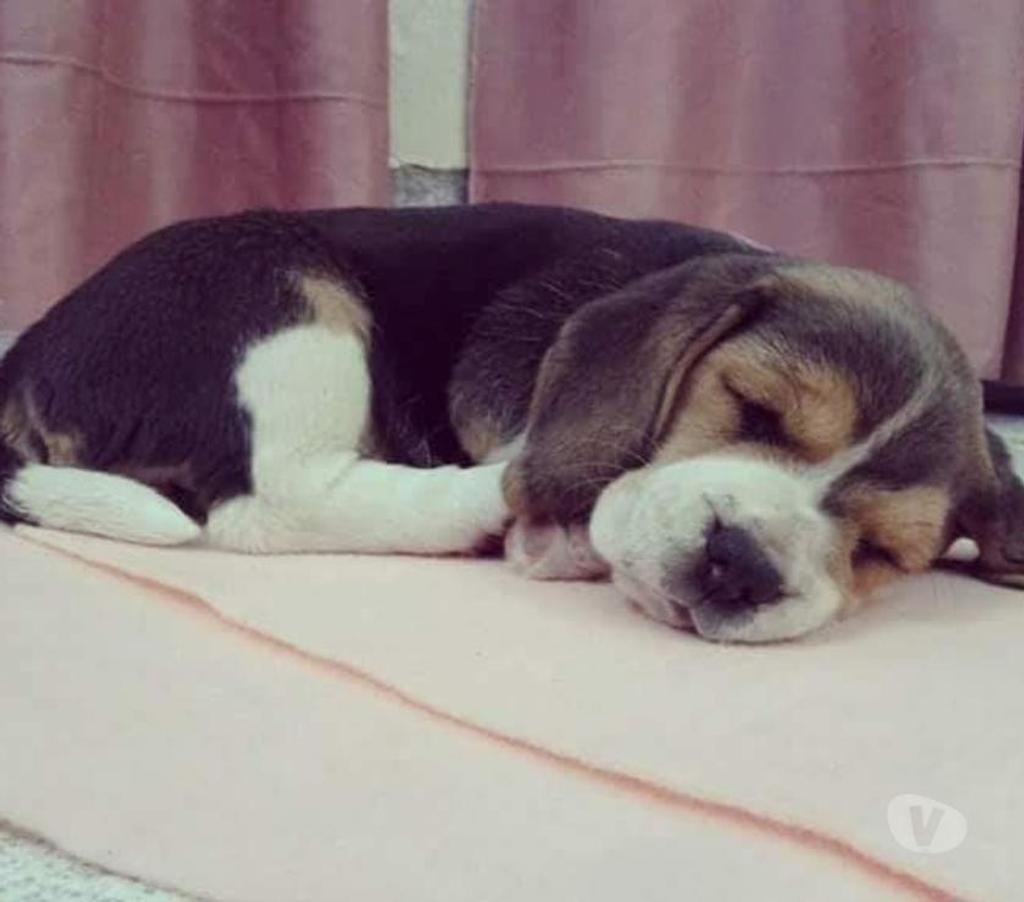 Gatos en Venta Santiago Las Condes - Fotos de Preciosos Cachorros Beagle