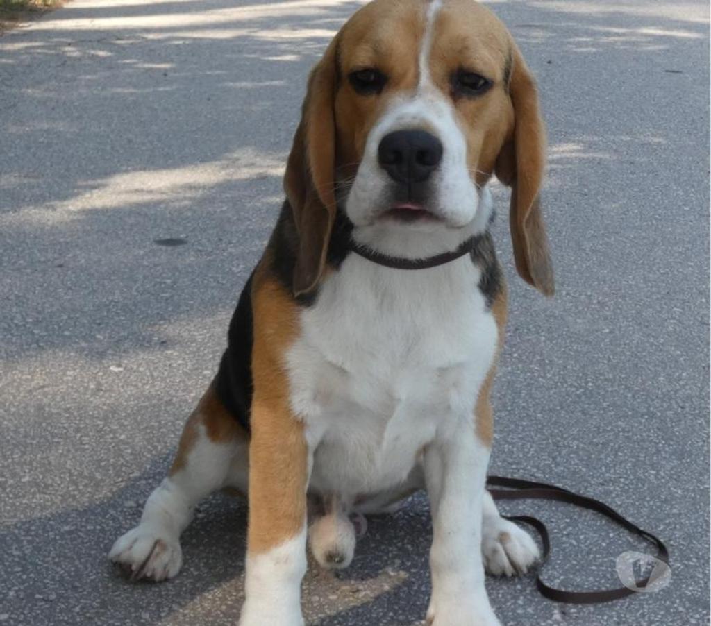 Gatos en Venta Santiago Las Condes - Fotos de Preciosos Cachorros Beagle