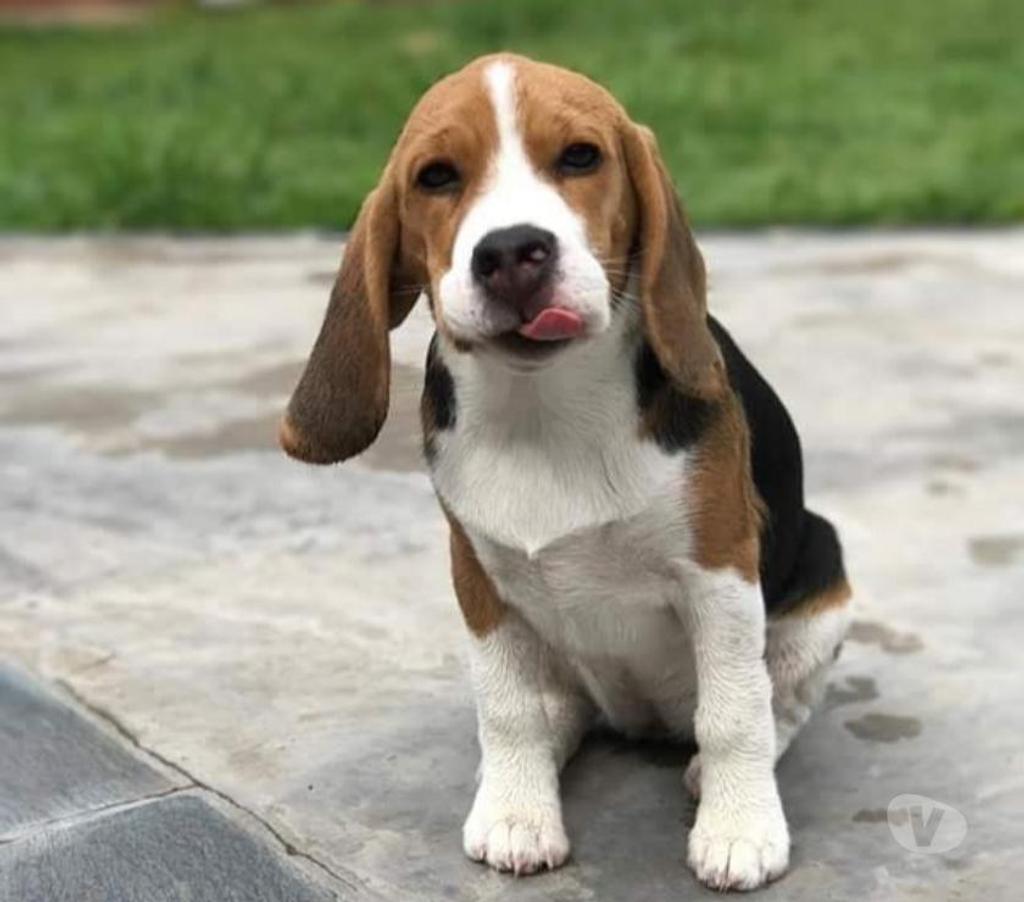 Gatos en Venta Santiago Las Condes - Fotos de Preciosos Cachorros Beagle