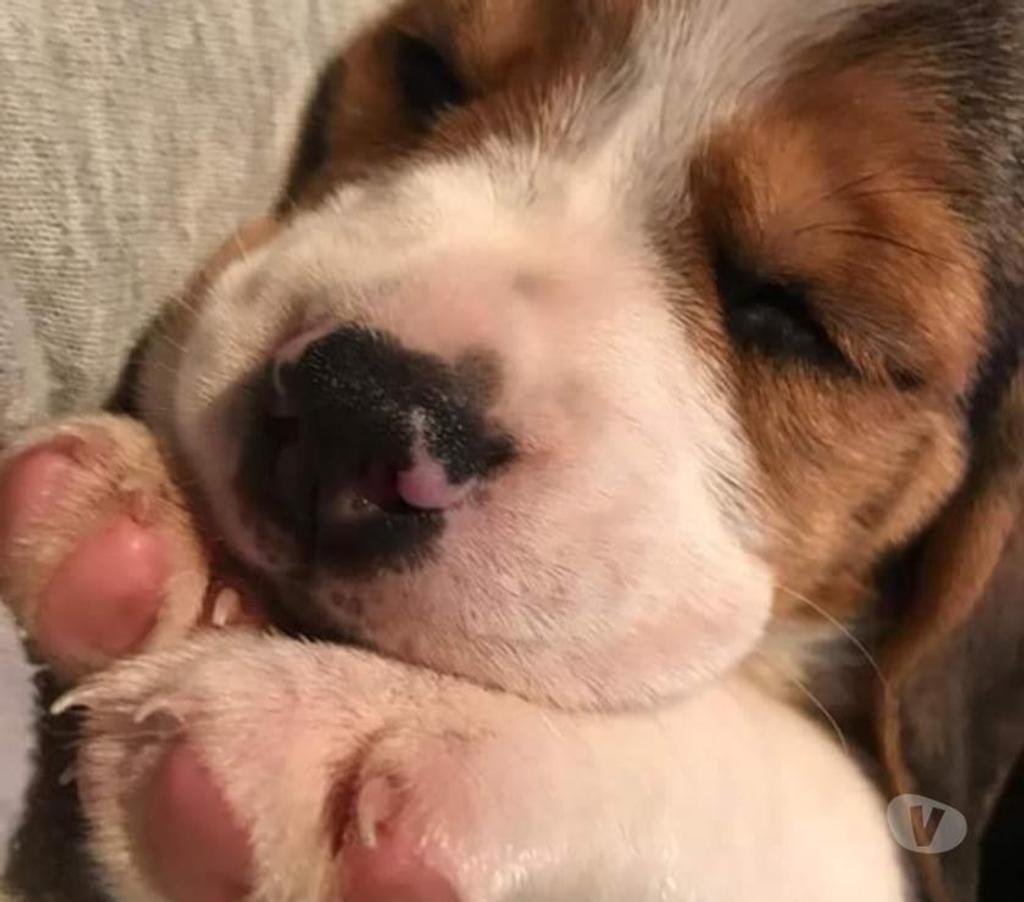 Gatos en Venta Santiago Las Condes - Fotos de Preciosos Cachorros Beagle