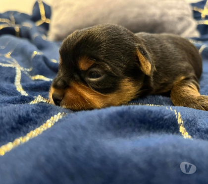 Gatos en Venta Las Condes Santiago - Fotos de Hermosos Cachorros Yorkshire de Dos Meses