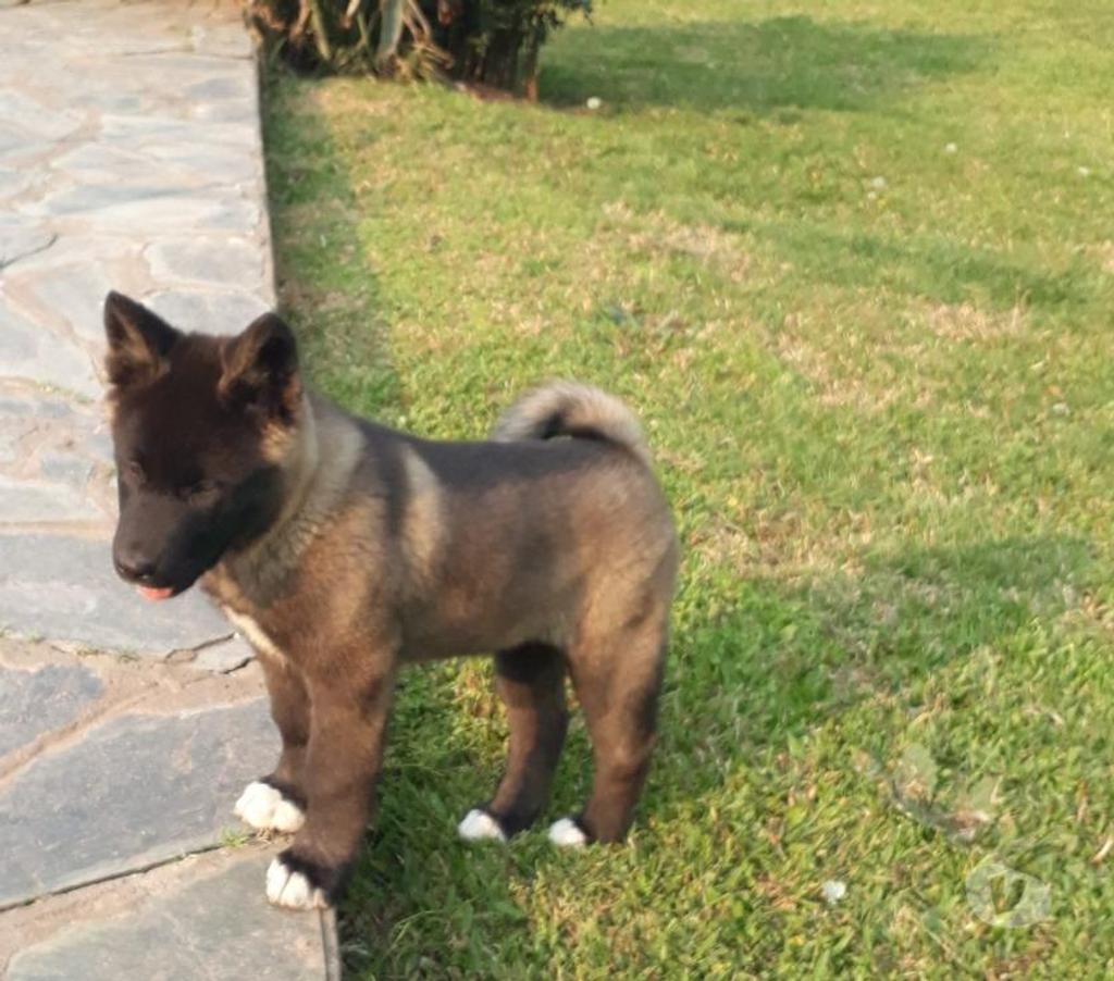 Gatos en Venta Santiago Las Condes - Fotos de Soñados Cachorros Akita Americano