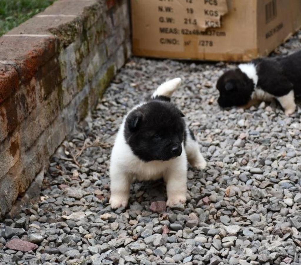 Gatos en Venta Santiago Las Condes - Fotos de Soñados Cachorros Akita Americano