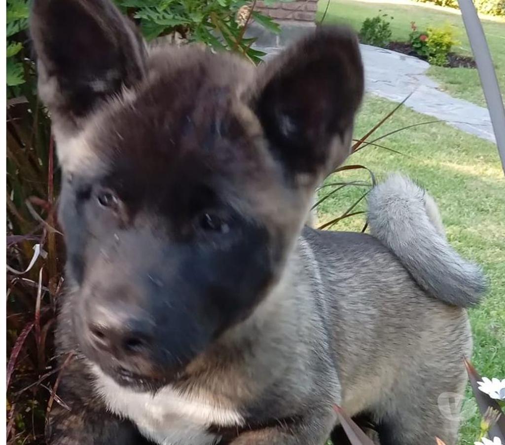 Gatos en Venta Santiago Las Condes - Fotos de Soñados Cachorros Akita Americano
