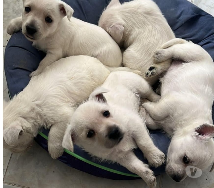 Gatos en Venta Santiago Las Condes - Fotos de Hermosos Cachorros West Highland Terrier