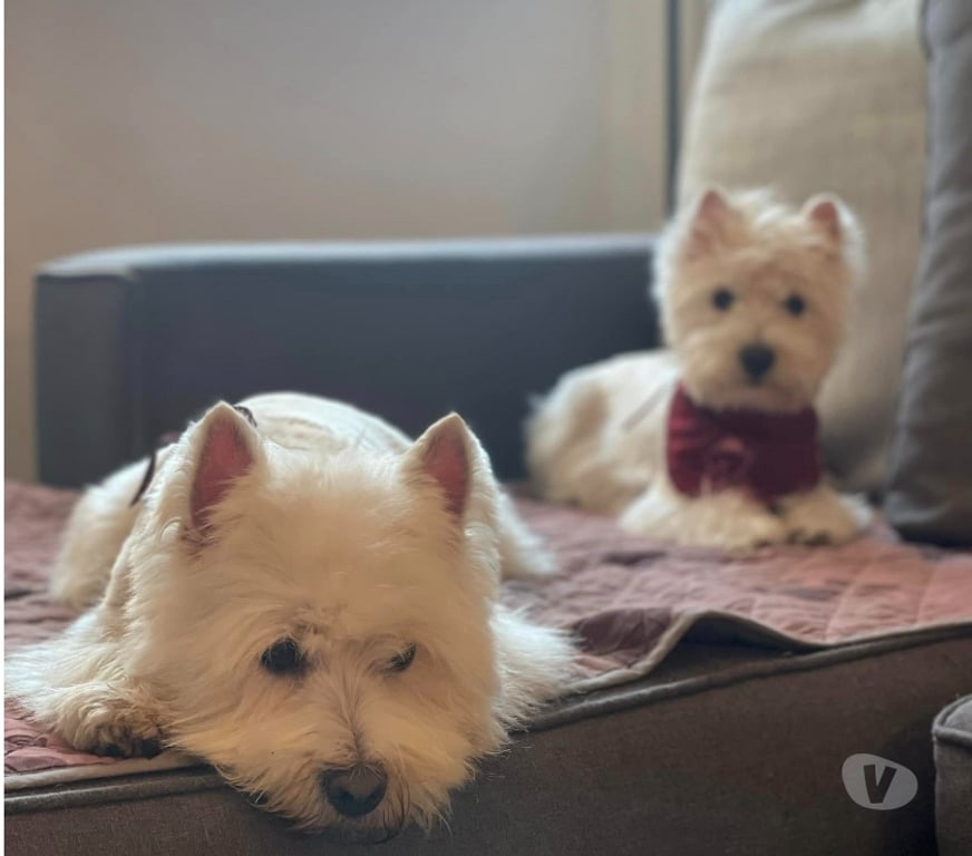 Gatos en Venta Santiago Las Condes - Fotos de Hermosos Cachorros West Highland Terrier