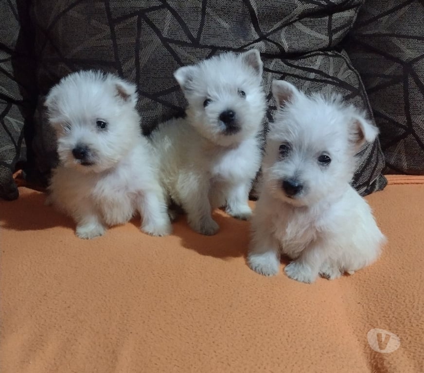 Gatos en Venta Santiago Las Condes - Fotos de Hermosos Cachorros West Highland Terrier