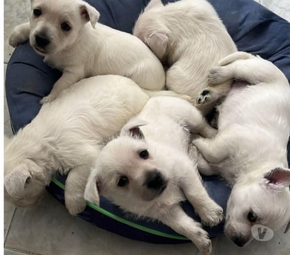 Mascotas en Venta Las Condes Santiago - Fotos de Hermosos Cachorros West Highland Terrier