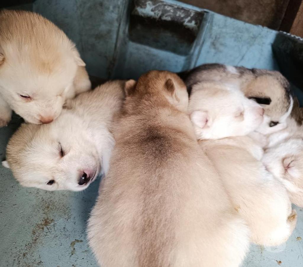 Gatos en Venta Llanquihue Puerto Montt - Fotos de Cachorros Husky siberiano