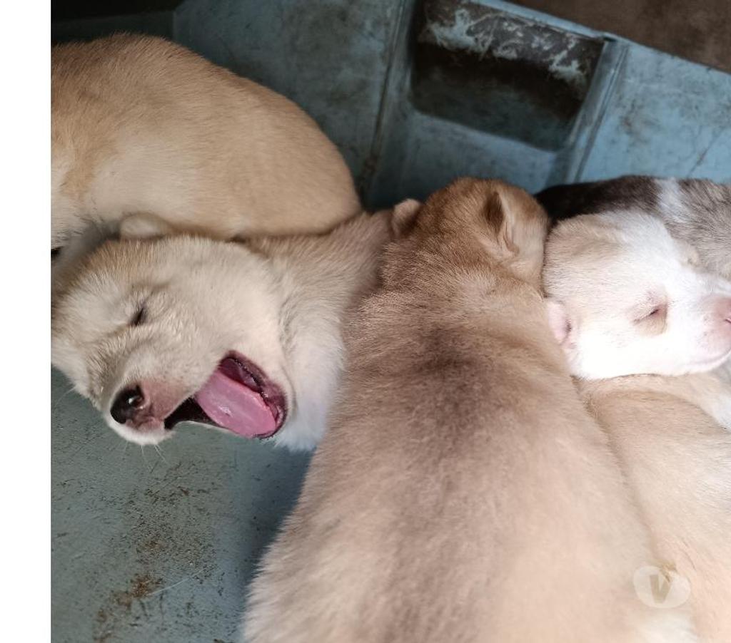 Gatos en Venta Llanquihue Puerto Montt - Fotos de Cachorros Husky siberiano