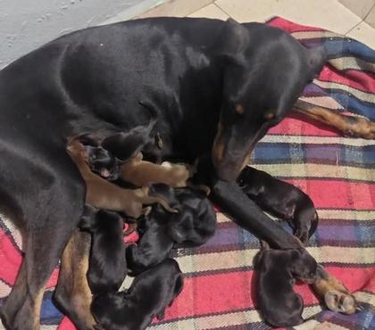 Venta de Mascotas Santiago Santiago - Fotos de Nuevos Doberman 932800559