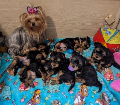 Venta de Mascotas Santiago Santiago - Fotos de Yorkshire lindos 932805559