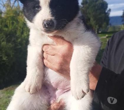 Perros en Venta Santiago Santiago - Fotos de Akita americano 932805559